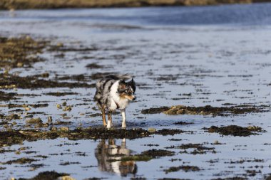Australian Border Collie running in the sea or in portrait
