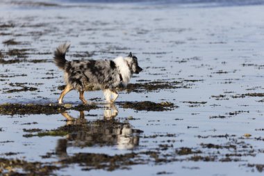 Australian Border Collie running in the sea or in portrait