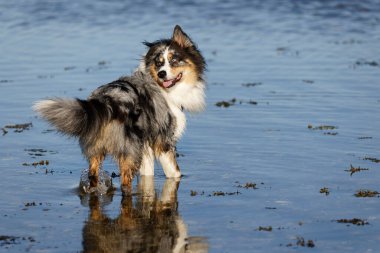 Australian Border Collie running in the sea or in portrait