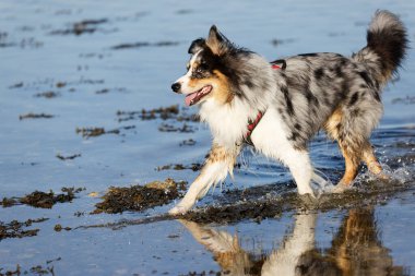 Australian Border Collie running in the sea or in portrait