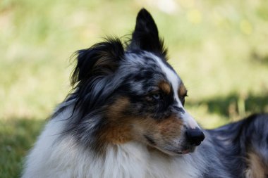Australian Border Collie running in the sea or in portrait
