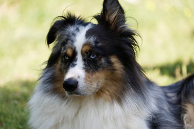 Australian Border Collie running in the sea or in portrait