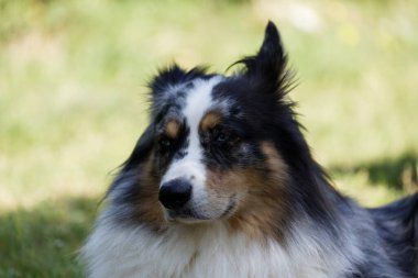 Australian Border Collie running in the sea or in portrait