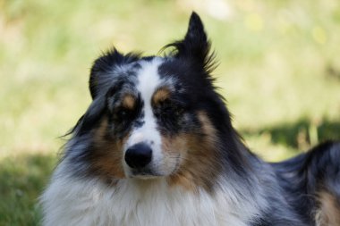 Australian Border Collie running in the sea or in portrait