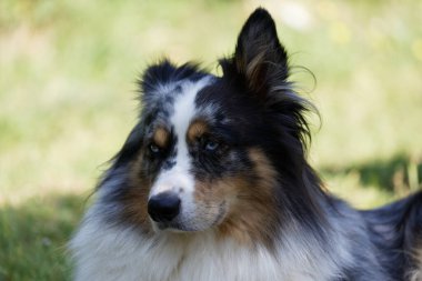Australian Border Collie running in the sea or in portrait