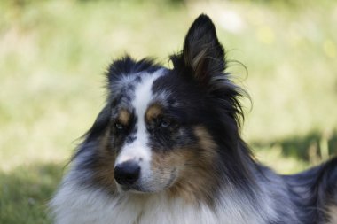Australian Border Collie running in the sea or in portrait