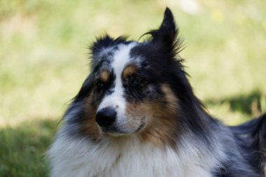 Australian Border Collie running in the sea or in portrait