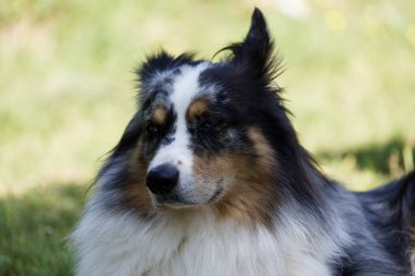 Australian Border Collie running in the sea or in portrait