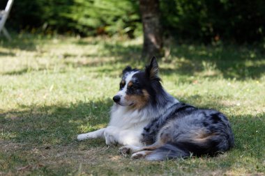 Australian Border Collie running in the sea or in portrait