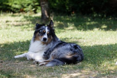 Australian Border Collie running in the sea or in portrait