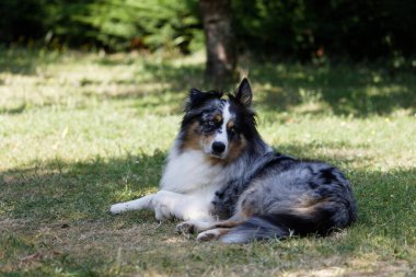 Australian Border Collie running in the sea or in portrait
