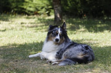 Australian Border Collie running in the sea or in portrait