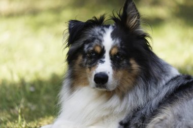 Australian Border Collie running in the sea or in portrait