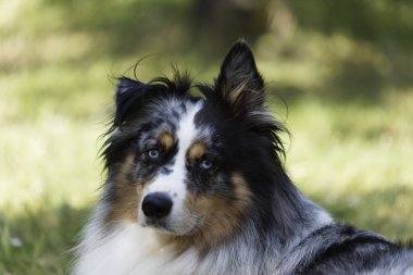 Australian Border Collie running in the sea or in portrait