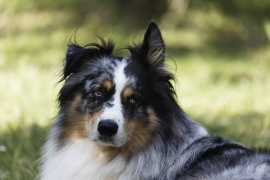 Australian Border Collie running in the sea or in portrait
