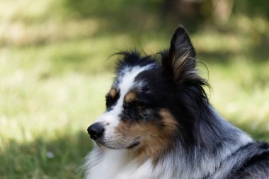 Australian Border Collie running in the sea or in portrait