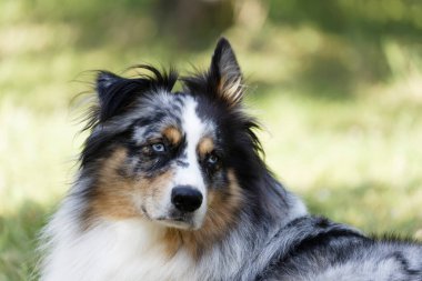 Australian Border Collie running in the sea or in portrait