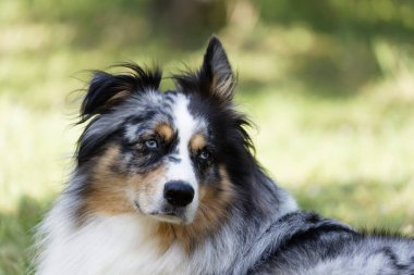 Australian Border Collie running in the sea or in portrait