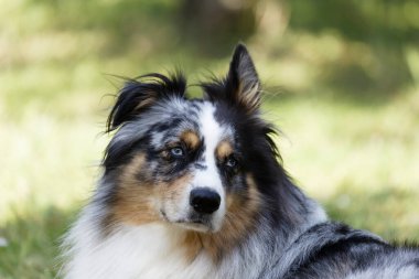 Australian Border Collie running in the sea or in portrait