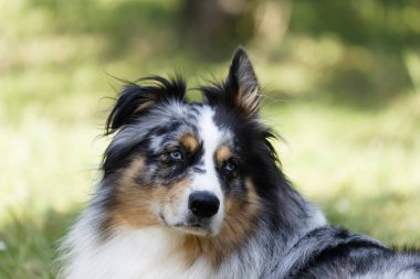 Australian Border Collie running in the sea or in portrait