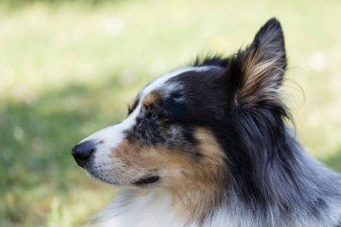 Australian Border Collie running in the sea or in portrait