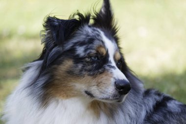 Australian Border Collie running in the sea or in portrait