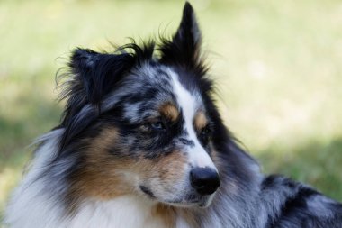 Australian Border Collie running in the sea or in portrait