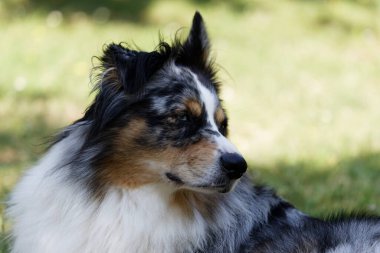 Australian Border Collie running in the sea or in portrait