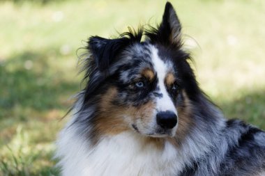 Australian Border Collie running in the sea or in portrait