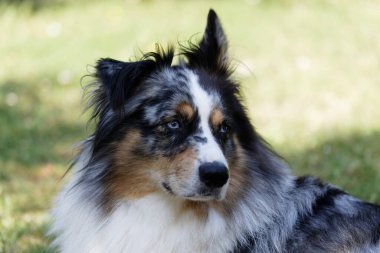 Australian Border Collie running in the sea or in portrait