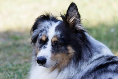 Australian Border Collie running in the sea or in portrait