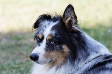 Australian Border Collie running in the sea or in portrait