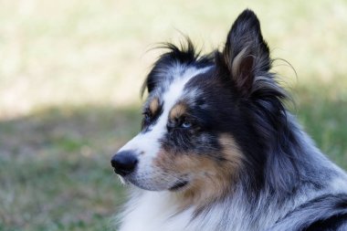 Australian Border Collie running in the sea or in portrait