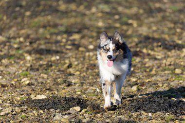 Australian Border Collie running in the sea or in portrait
