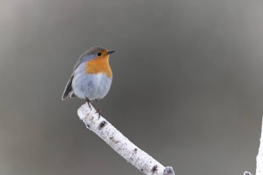 Robin Erithacus Rubecula dallara tünemiş.