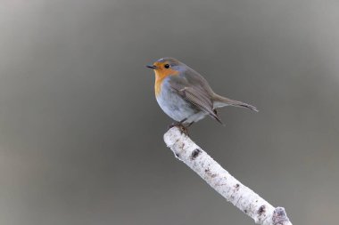 Robin Erithacus Rubecula dallara tünemiş.