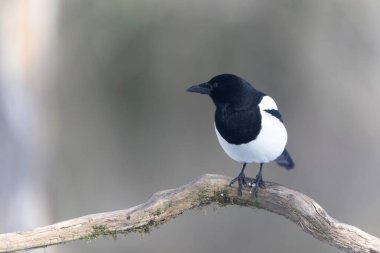 European Magpie Pica pica sitting on a dead branch or on snow