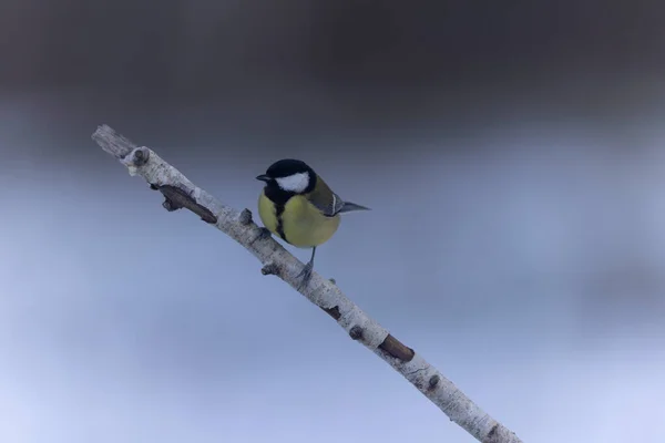 Great Tit Parus Major Passerine Bird Perched Cold Winter Morning — Stockfoto