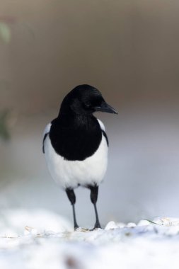 European Magpie Pica pica sitting on a dead branch or on snow