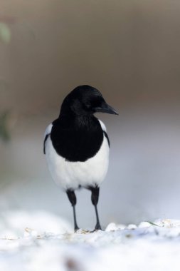 European Magpie Pica pica sitting on a dead branch or on snow