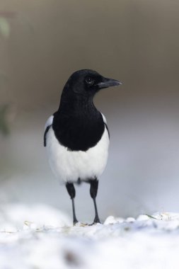European Magpie Pica pica sitting on a dead branch or on snow