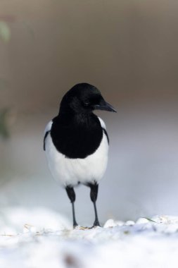 European Magpie Pica pica sitting on a dead branch or on snow