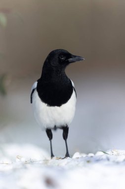 European Magpie Pica pica sitting on a dead branch or on snow