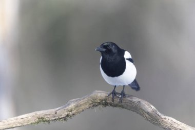 European Magpie Pica pica sitting on a dead branch or on snow