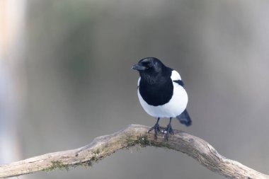European Magpie Pica pica sitting on a dead branch or on snow