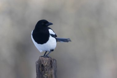 European Magpie Pica pica sitting on a dead branch or on snow