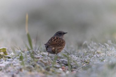 Dunnock Prunella modularis in close view in a cold winter morning