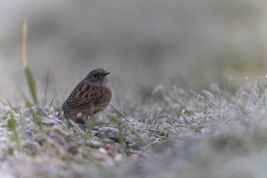 Dunnock Prunella modularis in close view in a cold winter morning