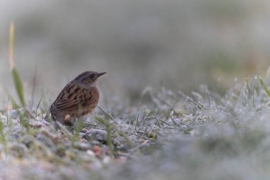 Dunnock Prunella modularis in close view in a cold winter morning