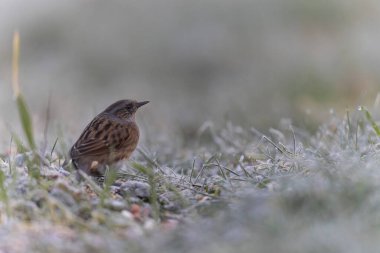 Dunnock Prunella modularis in close view in a cold winter morning